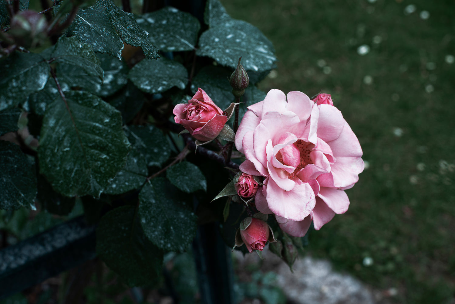 Rose Flower Water