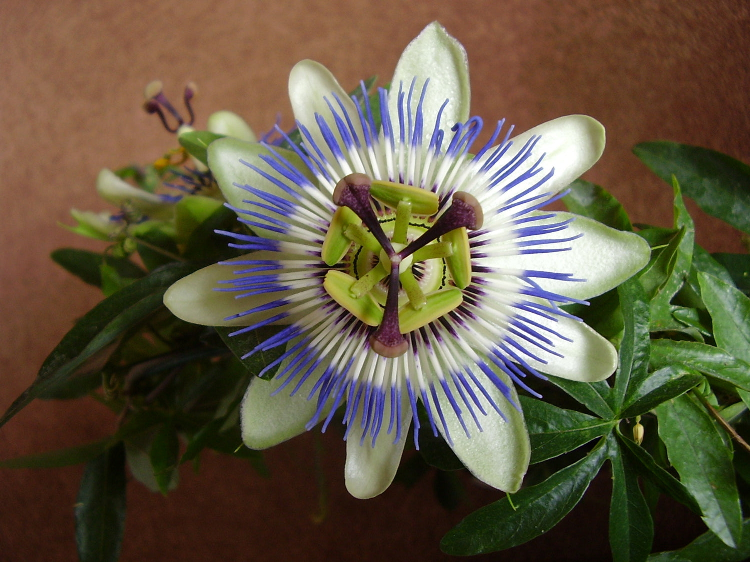 Passion Flower