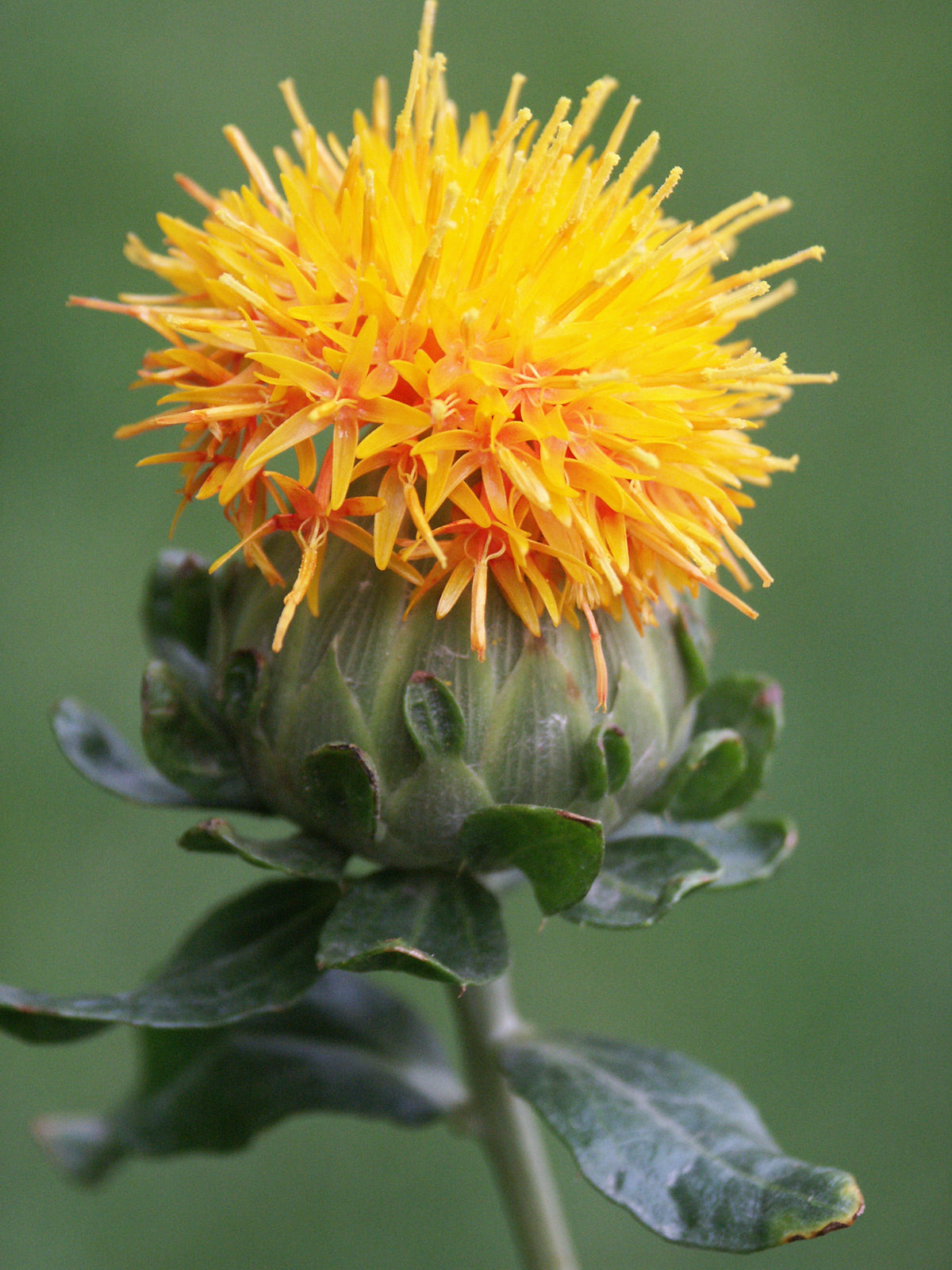 Safflower Oil