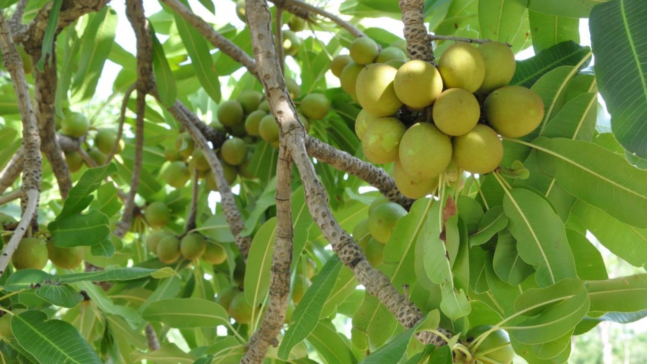 Shea Butter Plant