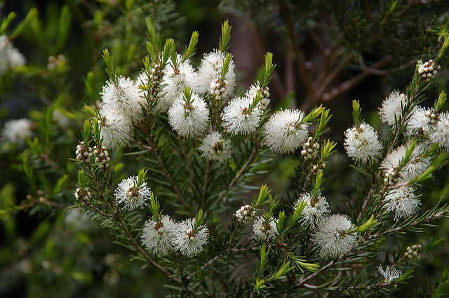 Tea Tree Oil