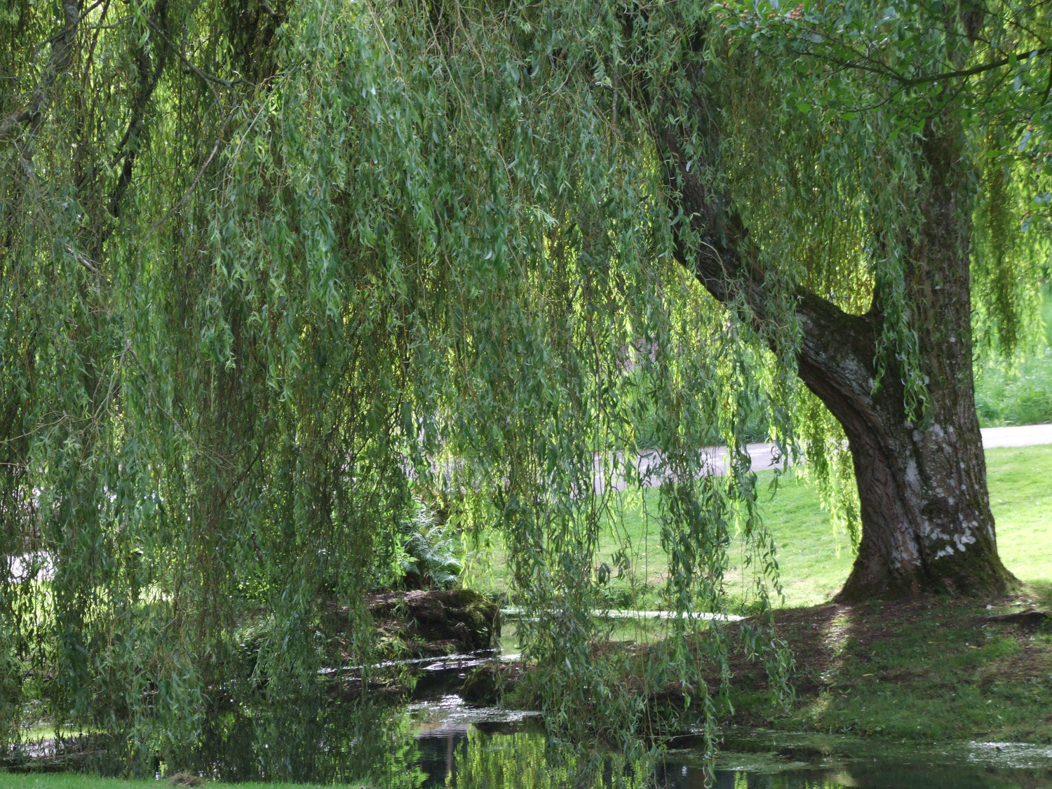 Willow Bark