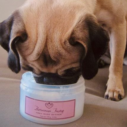 Pug smelling Buttercream Frosting Body Butter