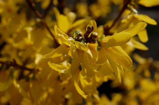 Witch Hazel